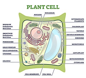 Plant cell structure with inner parts labeled description outline diagram photo
