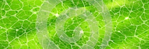 Plant cell texture under a microscope or abstract green wallpaper