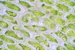 Plant cell under the microscope view for education