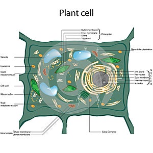 Plant cell