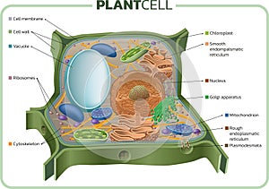 Plant cell
