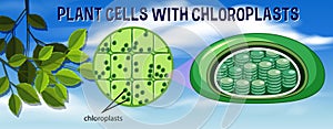 Plant cells with chloroplasts