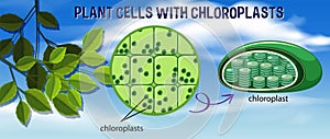 Plant cells with chloroplasts photo