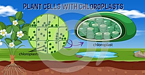 Plant cells with chloroplasts photo