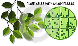 Plant Cells With Choloroplasts photo