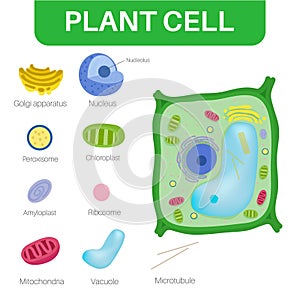 Plant cells are eukaryotic cells. photo