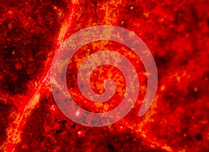 plant cells under microscope.