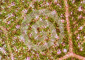 plant cells under microscope.