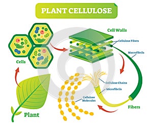 Plant cellulose biology vector illustration diagram.