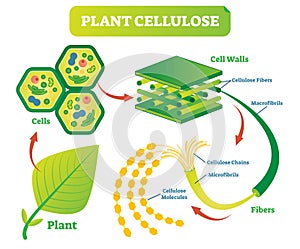 Plant cellulose biology vector illustration diagram. photo