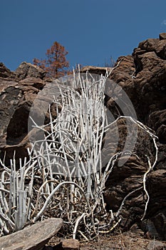 Plant Ceropegia fusca in the Integral Natural Reserve of Inagua.