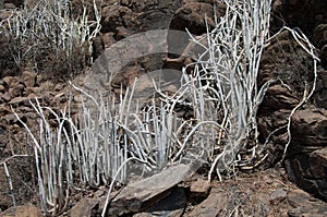 Plant Ceropegia fusca in the Integral Natural Reserve of Inagua.