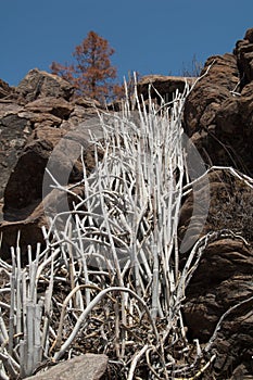 Plant Ceropegia fusca in the Integral Natural Reserve of Inagua.