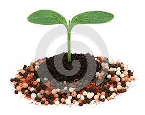 Plant in chemical fertilizer