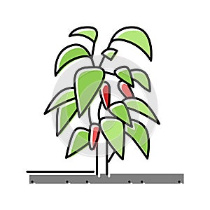 plant chili pepper color icon vector illustration photo