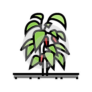 plant chili pepper color icon vector illustration photo