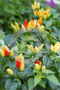 Plant of chily pepper photo