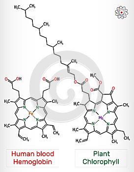 Plant Chlorophyll and human blood Hemoglobin Heme B, haem B molecule. Skeletal chemical formula photo