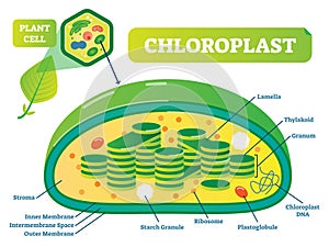 Plant Chloroplast chemical biology vector illustration cross section diagram. photo