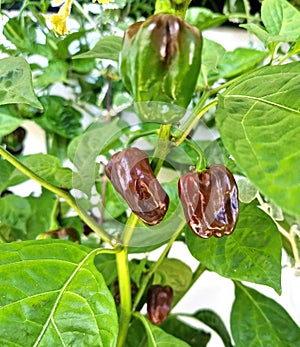 A plant with Chocolate Habanero peppers (Capsicum chinense photo