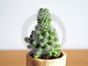 Plant christmas cactus succulent hobby lifestyle art gardening tree houseplant home leisure selective focus