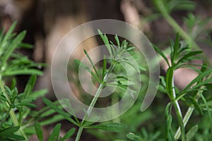 Plant Cleavers in spring time on meadow