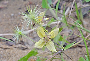 Plant clematis Clematis serratifolia