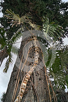 Plant climbing tree trunk in the jungle