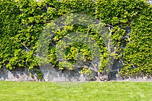 Plant climbing on the wall with bright green leaves