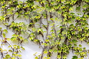 Plant climbing on the wall with bright green leaves