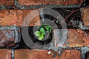 A small plant makes its way through the bricks