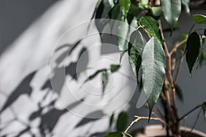 Plant close up with shadows