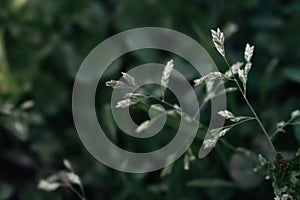 Plant closeup on deep green background. Beauty in nature. Macro nature. Environmental wallpaper. Springtime nature