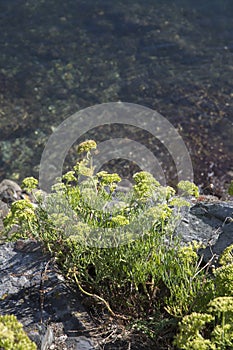 Plant on Coastline at Viavelez; Asturias