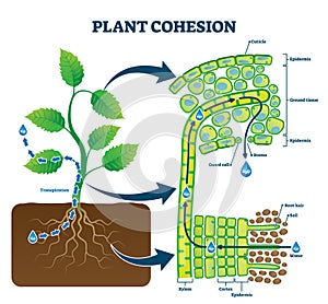 Plant cohesion vector illustration. Labeled water upward motion explanation photo