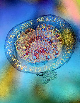 Plant in a colored polarized light