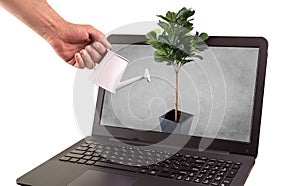 Plant Come out of laptop