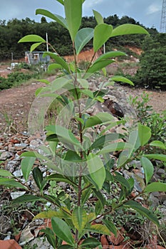 Magnolia figo or Cempaka Mulia is a perennial evergreen plant from the Magnolia genus. photo