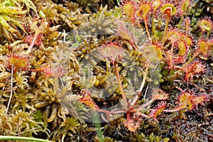 Plant of Common Sundew at Jelsovec with moss