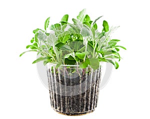 Plant in container