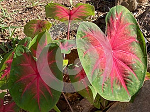 Plant with cordiform green leaves with pink centers and veins.