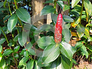 plant of Costus spicatus or spiked spiralflag ginger or Indian head ginger or pacing pentul hijau.