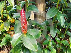 plant of Costus spicatus or spiked spiralflag ginger or Indian head ginger or pacing pentul hijau.