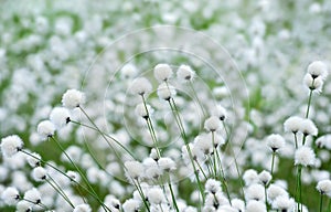 Plant cotton grass