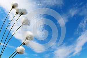 Plant cotton grass