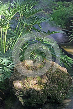 Plant covered boulder at the water\'s edge in a garden