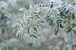 Plant covered with frost, hoarfrost or rime in winter morning