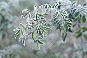 Plant covered with frost, hoarfrost or rime in winter morning photo