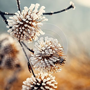 Plant covered with hoarfrost