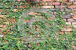 Plant Covered Red Brick Wall